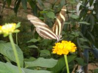 DSCN7663.JPG  Südamerikahaus