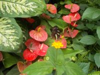 DSCN7666.JPG  Schmetterlinshaus