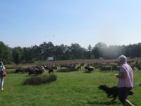  Hütehund: Border Collie