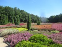  vielfarbig blühende Heide