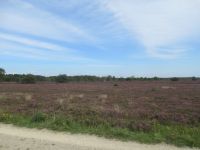  wild blühende Heidefläche