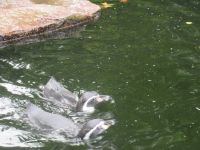  Pinguine in ihrem Element