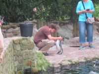 Auch Pinguine brauchen Streicheleinheiten ....