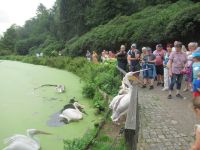  Fütterung der Pelikane