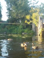 DSCN7958.JPG  am Schiff