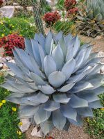 Kakteen Insel Mainai