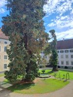 Innenhof Prälatur mit Mammutbaum