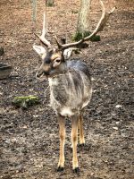 Dammwild im Wildpark Güstrow