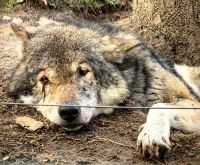 Mittagsruhe im Wolfsrudel, Güstrow Wildpark