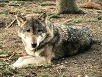 Mittagsruhe im Wolfsrudel, Güstrow Wildpark