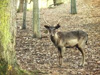 Dammwild im Wildpark Güstrow