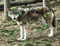 Die Wölfe beäugen uns neugierig im Wildpark Güstrow