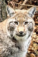 Aug in Aug mit dem Luchs im Wildpark in Güstrow