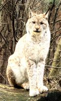 Luchs im Wildpark von Güstrow