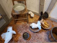 Moritzburg - Sonderausstellung 