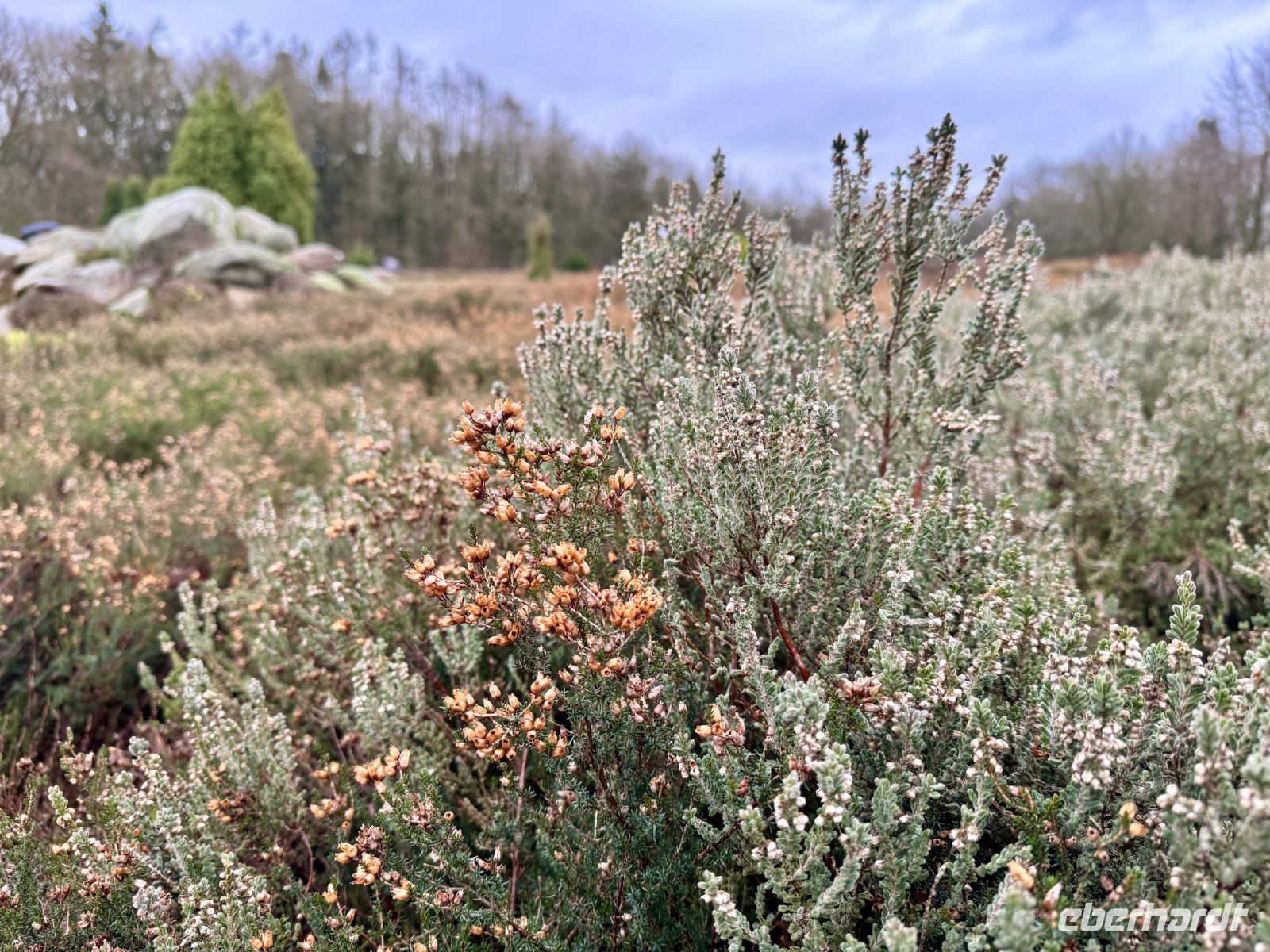 Tag 4 - Heidegarten in Schneverdingen 