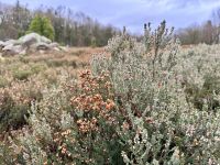 Tag 4 - Heidegarten in Schneverdingen 