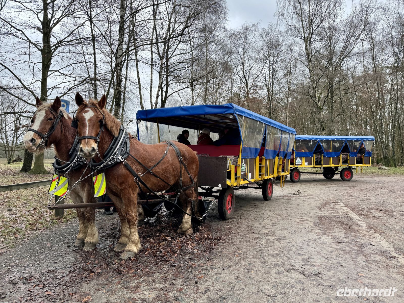 Tag 4 - Kutschfahrt durch die Lüneburger Heide