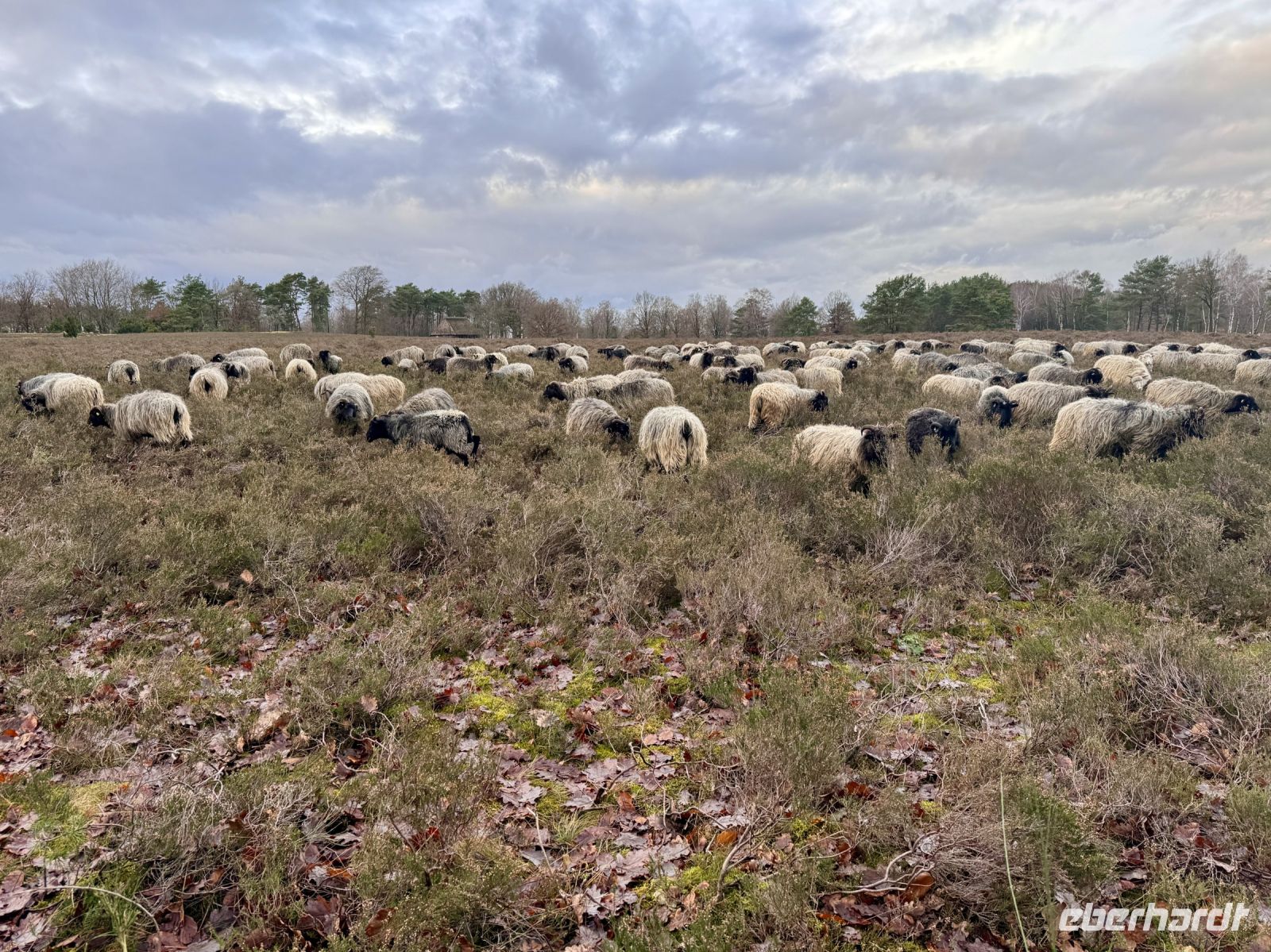 Tag 4 - Heidschnucken 