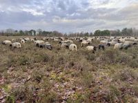 Tag 4 - Heidschnucken 