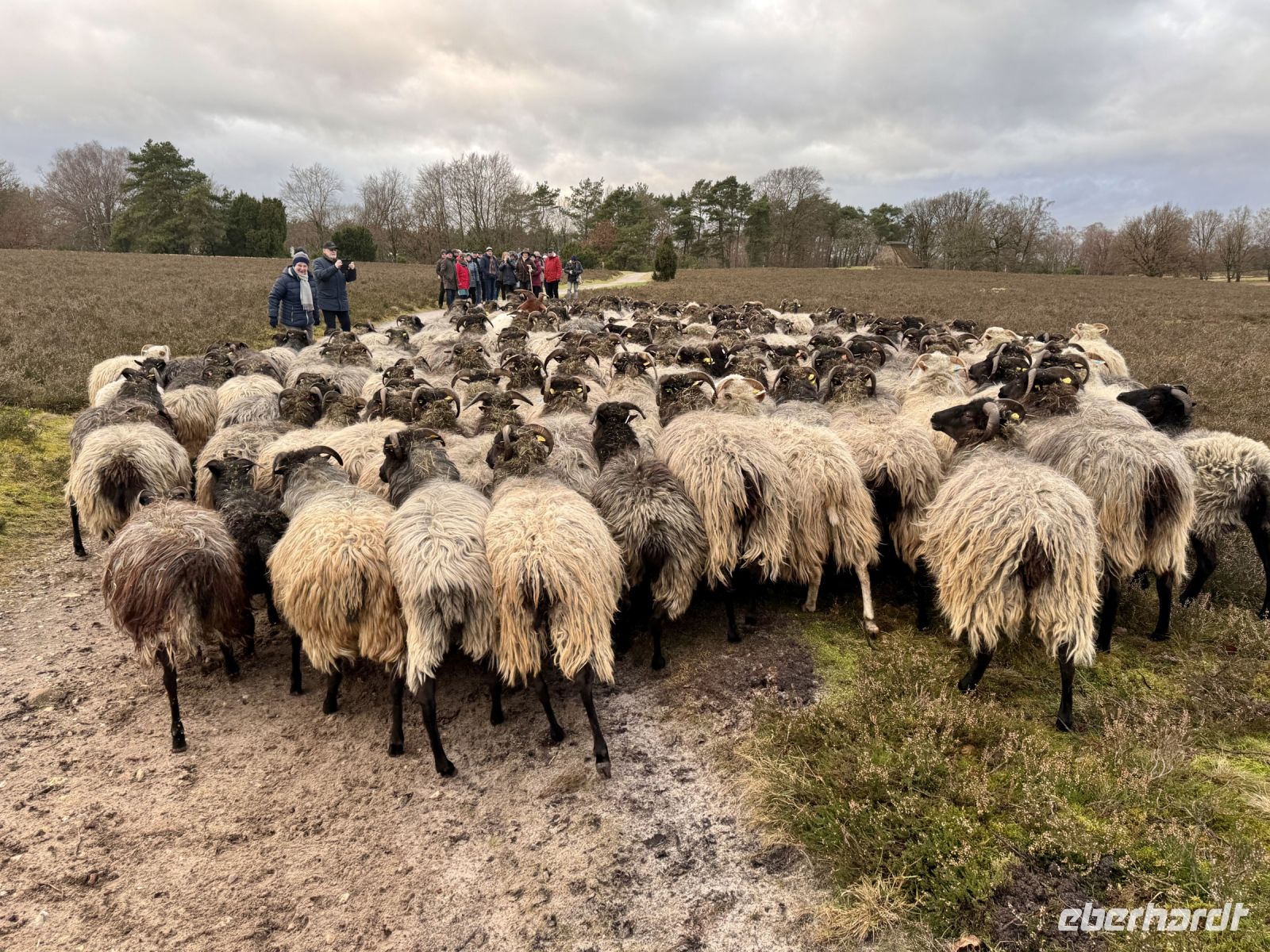 Tag 4 - Spaziergang mit den Heidschnucken