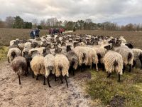 Tag 4 - Spaziergang mit den Heidschnucken