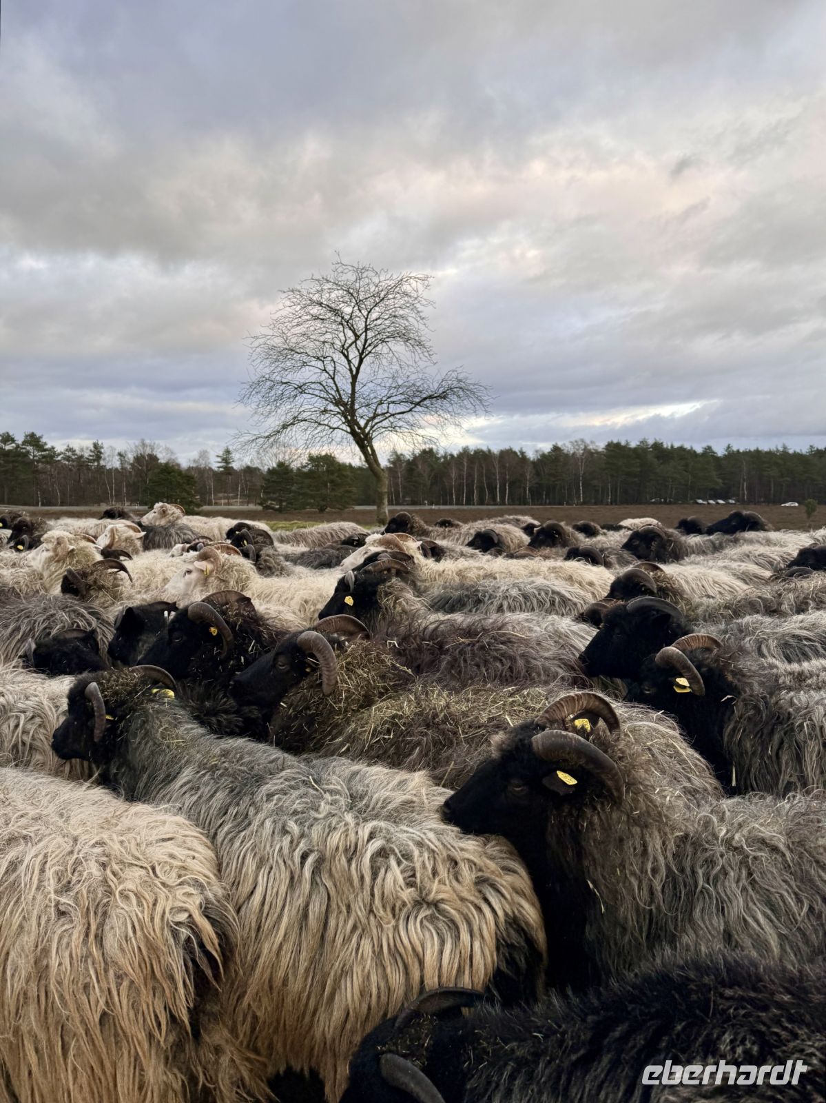 Tag 4 - Heidschnucken