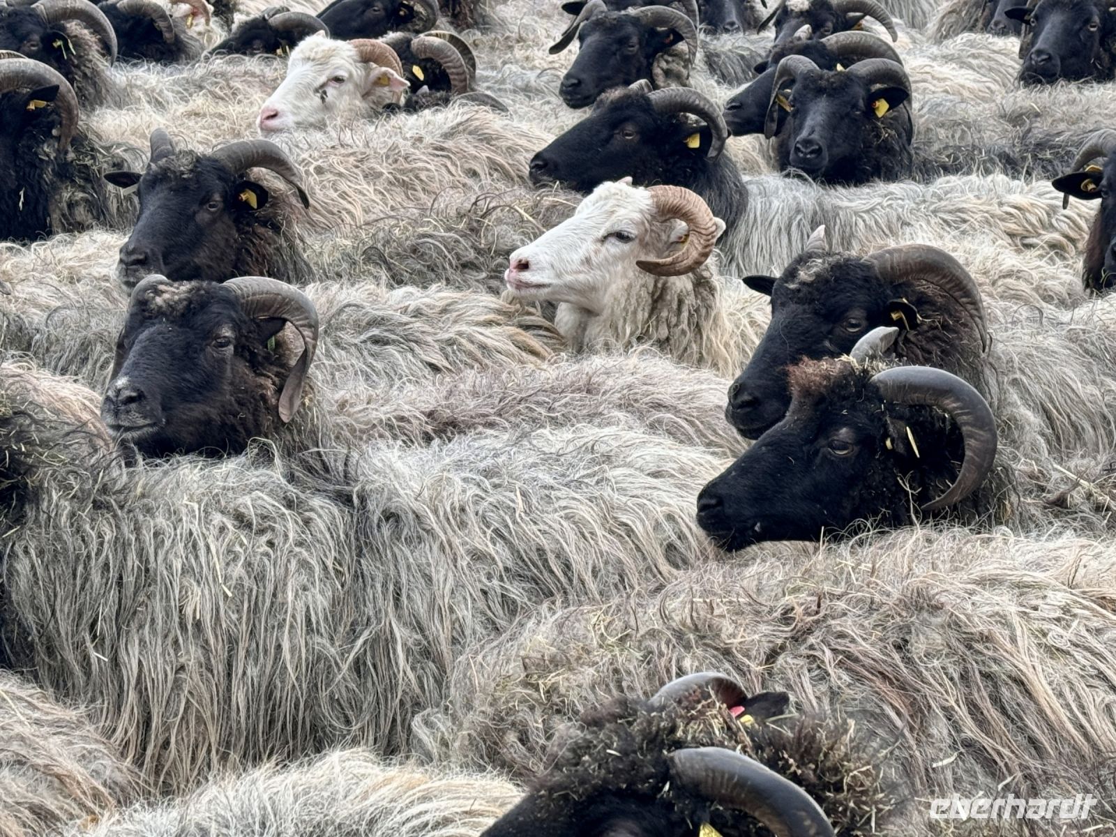 Tag 4 - Heidschnucken
