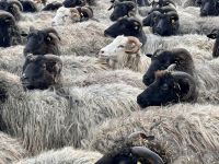 Tag 4 - Heidschnucken