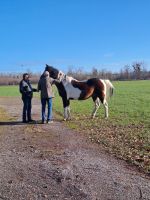 Neujahrswanderung mit Busfahrer Gerald - Islandpferdehof