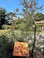 Im Sanddorn Garten Christine Berger