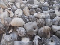 DSCN8450.JPG   Hühnergötter