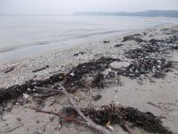 DSCN8555.JPG    Spülsaum