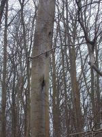 DSCN8584.JPG   Spechthöhlen