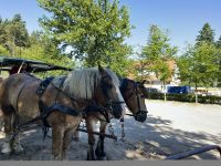 Kutschfahrt Lüneburger Heide