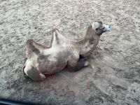 Safari im Serengetipark