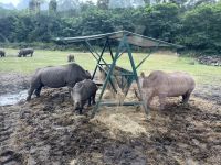 Safari im Serengetipark