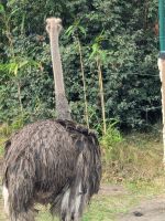 Safari im Serengetipark