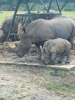 Safari im Serengetipark