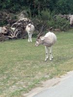 Safari im Serengetipark