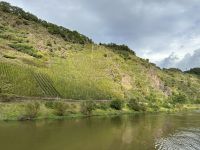 steile Weinberge entlang der Mosel