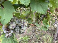 Mosel Weintrauben