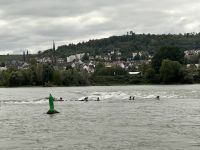 Rüdesheim am Rhein (Kormorane)