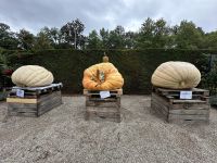 Ludwigsburg - weltgrößte Kürbisausstellung - das blühende Barock