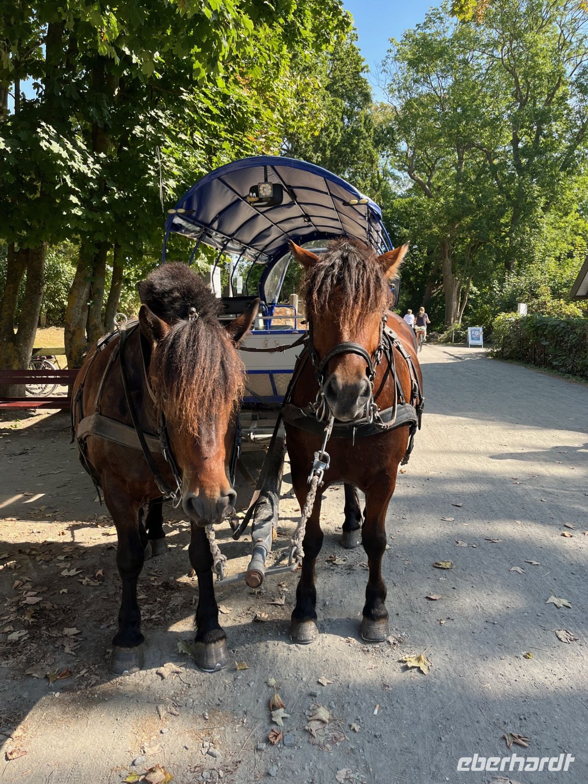 Kutsche, Kloster, Hiddensee, Deutschland