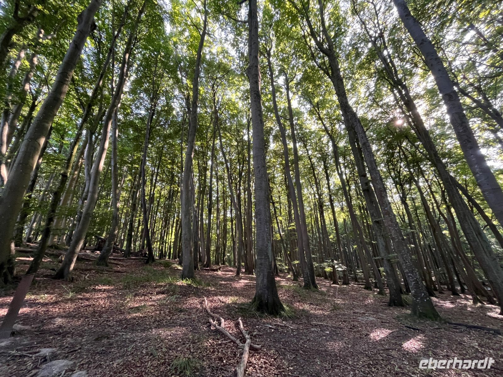 Buchenwald, Königsstuhl, Rügen, Deutschland
