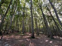 Buchenwald, Königsstuhl, Rügen, Deutschland
