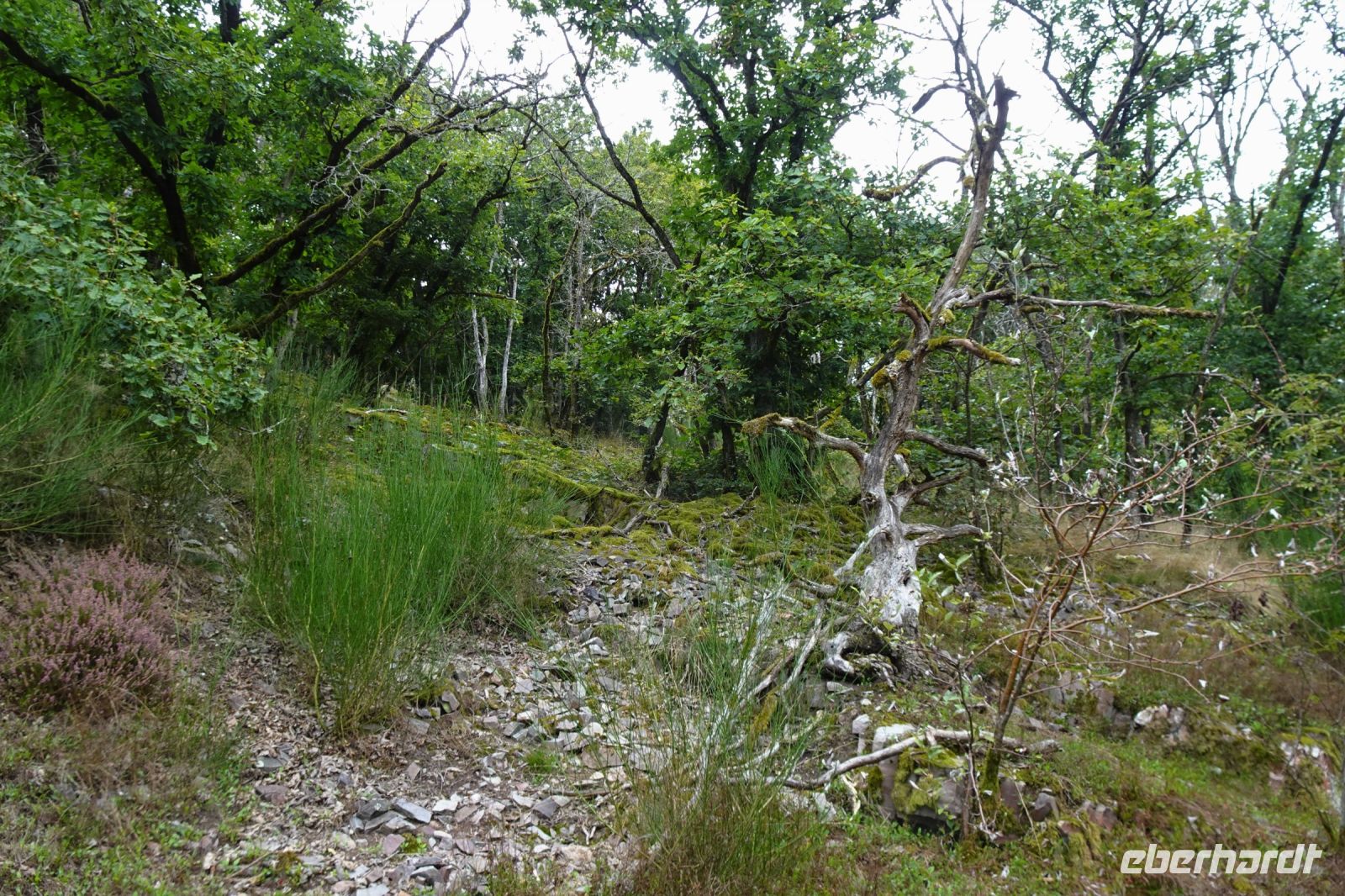 Tag 2 16.09.2024 Wanderung rund um die Saarschleife 