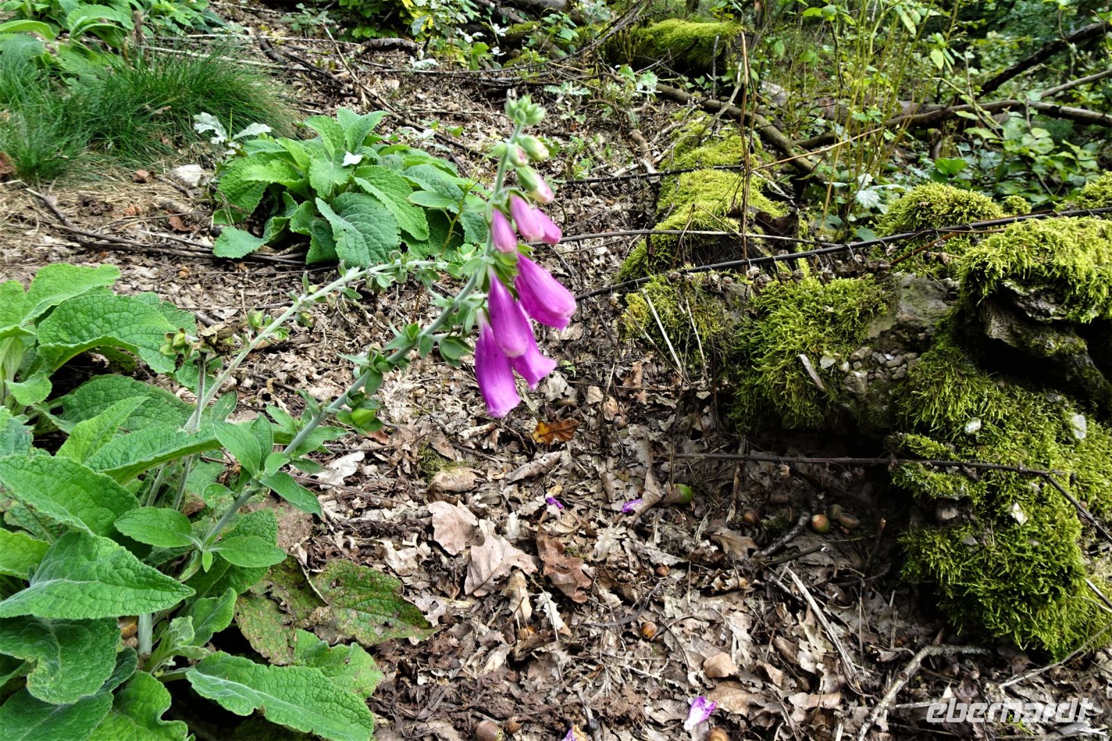 Tag 3 17.09.2024 Litermont Tour  