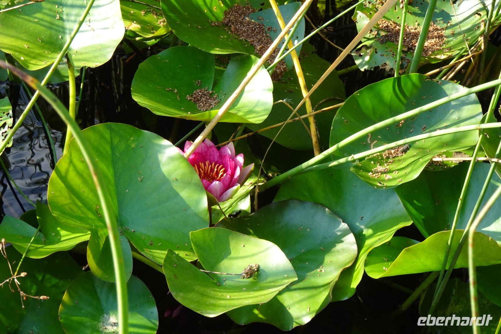 Tag 4 18.09.2024 Haldenwanderung Grube Reden, Wassergarten